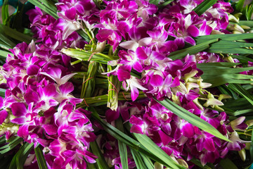 Fototapeta premium Orchid flower in tropical garden,Floral nature background.Thailand.