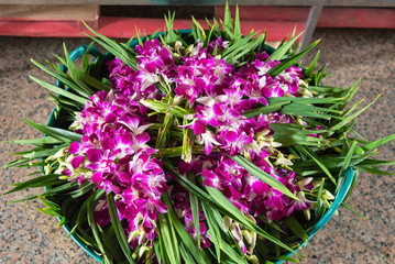 Fototapeta na wymiar Orchid flower in tropical garden,Floral nature background.Thailand.