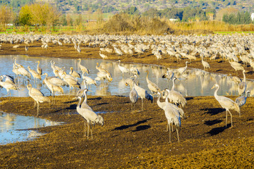 Common crane birds in Agamon Hula bird refuge