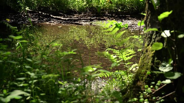 Klares Wasser spiegelt die gr&uuml;ne Landschaft. Ein Bach verl&auml;uft durch den tiefen Wald. Herrliche Natur Ger&auml;usche sorgen f&uuml;r Atmosph&auml;re. Vogelgesang und Insekten summen und das Wasser pl&auml;tschert.