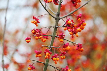 Bright berries at a bush in a Moscow park in November
