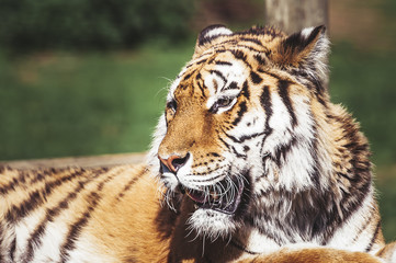 Tigre