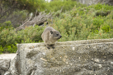 Naklejka premium Hyrax (Dassie), Cape Town, South Africa