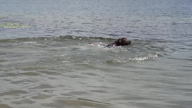 A dog takes a dip in the pond water.