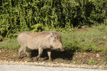 Warthog in Addo National Park, South Africa