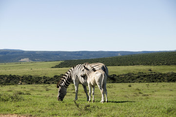 Zebra and Foal in South Africa