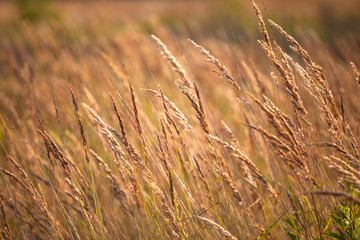 Fototapeta premium bright golden ears in the field