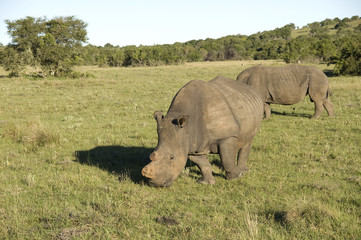 Fototapeta premium Rhino, South Africa