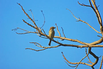 Birds in the trees behind the blue sky.