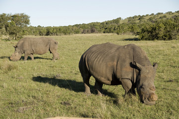 Obraz premium Rhino, South Africa