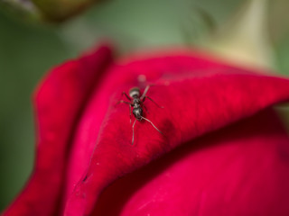 Ant Close-Up