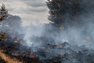 Smoke rising from a grassland wildfire next to a forest