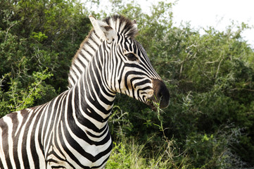 Fototapeta na wymiar Burchell's Zebra, Addo, South Africa