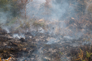 Smoke rising from a grassland wildfire next to a forest