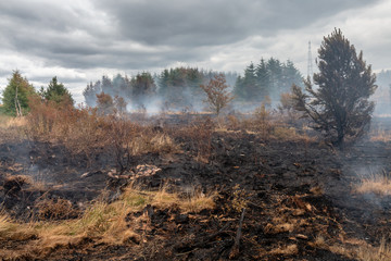 A smouldering grass fire next to a forest on a Welsh mountain