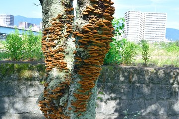 木に生えたキノコ