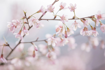 Cherry blossom flowers , sakura flowers in pink background vintage style