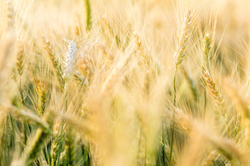 Ripe barley on the field on late summer afternoon