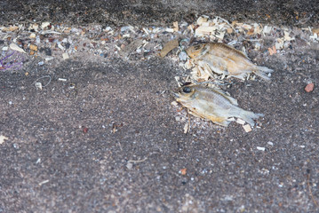 Dead fish on concrete floor.Thailand.