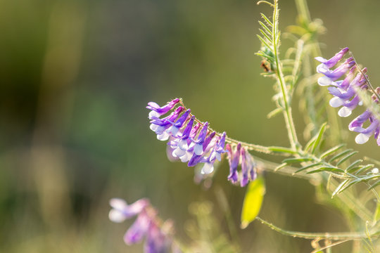Vetch flowers close up in the field. Wild pea flowers blossom