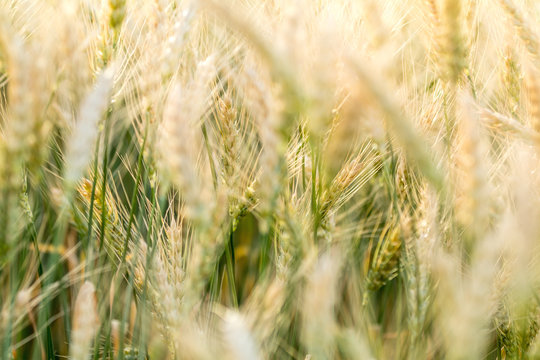 Wheat Rye Field, Ears of wheat close up. Harvest and harvesting concept.