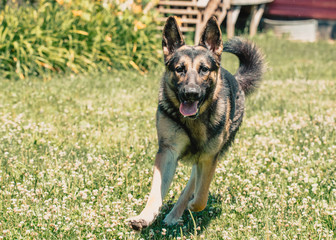 Achilles 