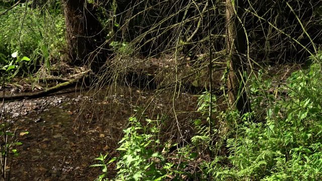 Klares Wasser spiegelt die gr&uuml;ne Landschaft. Ein Bach verl&auml;uft durch den tiefen Wald. Herrliche Natur Ger&auml;usche sorgen f&uuml;r Atmosph&auml;re. Vogelgesang und Insekten summen und das Wasser pl&auml;tschert.