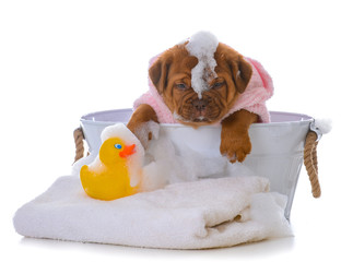puppy getting a bath
