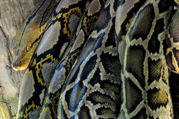 Close up of the big and colorful snakes,python