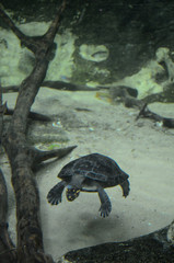 Obraz premium Turtle