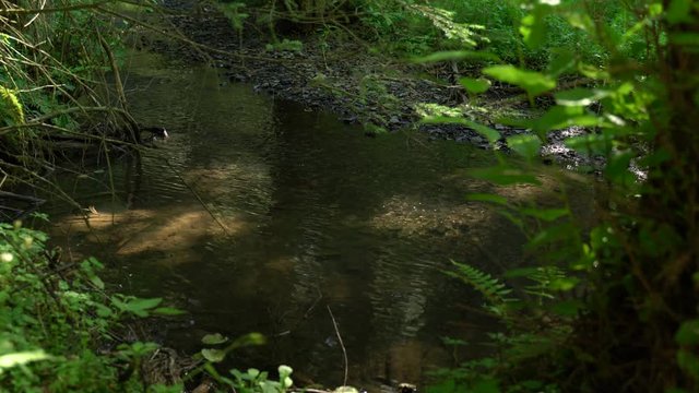 Klares Wasser spiegelt die gr&uuml;ne Landschaft. Ein Bach verl&auml;uft durch den tiefen Wald. Herrliche Natur Ger&auml;usche sorgen f&uuml;r Atmosph&auml;re. Vogelgesang und Insekten summen und das Wasser pl&auml;tschert.