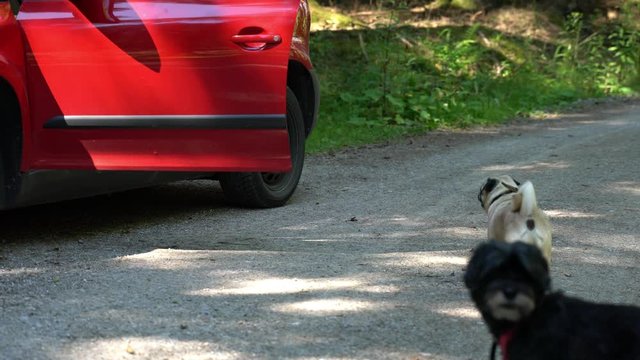 Hunde sind mit rotem Auto im Wald unterwegs. Mops Hund springt aus dem Auto. Das Auto parkt im Wald. Als er wieder einsteigen soll, macht er Kunstst&uuml;cke. Ein zweiter Hund schaut zu.