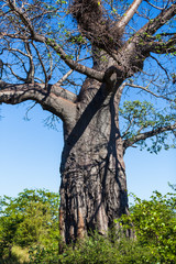 Fototapeta na wymiar A very large Baobab tree in the north of the Kruger Park, South Africa.