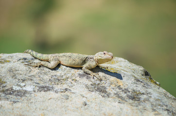 Asian mountain lizard Caucasian agama ( Paralaudakia caucasia ) basks in the sun sitting on a rock in the ancient city Uplistsikhe (Uplistsikhe), Georgia
