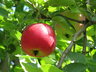 Red apple on a tree branch in the summer garden, close up. Ripe apples hanging on branch in orchard