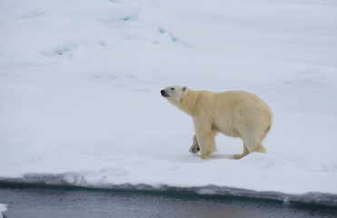Obraz na płótnie Canvas Polar bear walking in an arctic.