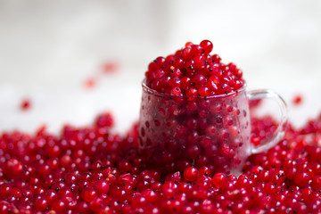 lots of fresh red currant berries harvest in transparent tea cup