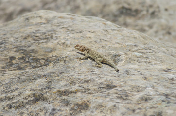 Asian mountain lizard Caucasian agama ( Paralaudakia caucasia ) basks in the sun sitting on a rock in the ancient city Uplistsikhe (Uplistsikhe), Georgia

