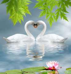Obraz premium kwiat lotosu i dwa łabędzie jako symbol miłości