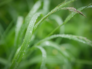 Green grass background with water drops. Selective focus with shallow depth of field.