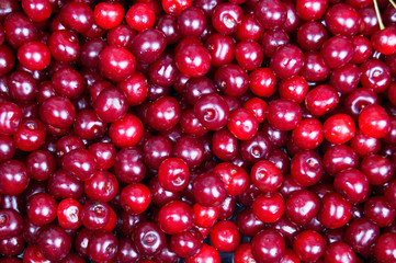 background of red ripe cherries. 