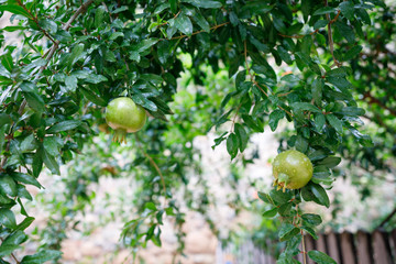 Close-up of dog-rose berries. Dog rose fruits Rosa canina . Wild rosehips in nature.