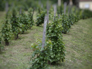 Grape vines in vineyard