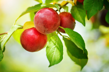 Plum tree with juicy fruits in the garden.