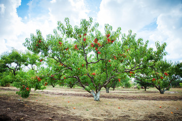 Fototapeta na wymiar Peach tree with fruits growing in the garden. Peach orchard.