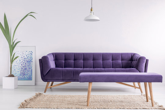 Bright living room interior with fresh plant, poster and carpet on the floor and purple couch and bench in real photo with empty walls