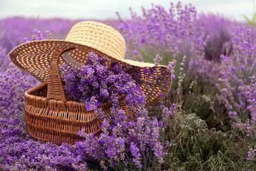 Wicker basket with beautiful lavender and hat in field on summer day