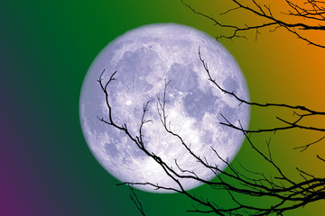 full blue moon back silhouette branch dry tree