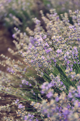 Beautiful blooming lavender on summer day