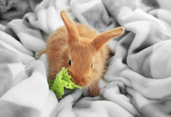 Cute fluffy bunny eating lettuce on soft plaid at home